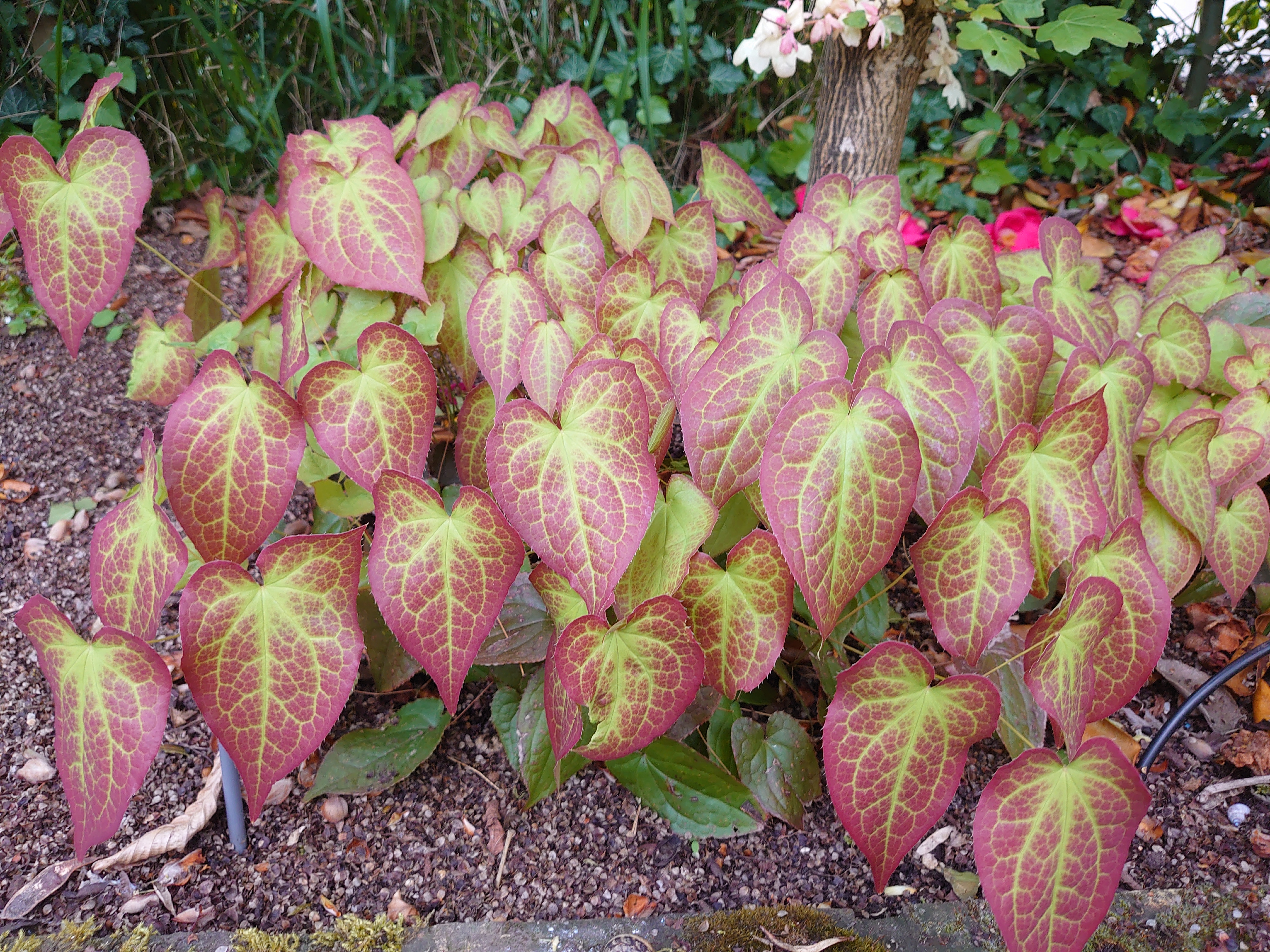 LES PLANTES COUVRE-SOL